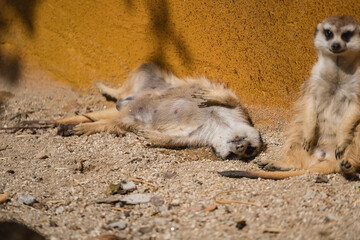 A meerkat is lying on its back in the sand, basking in the sunlight. Its light brown and tan fur is...