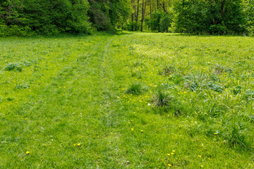 Grassy Path Through Sunny Spring Meadow with Wildflowers