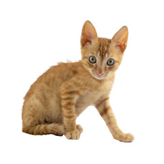 A charming orange kitten looking curiously, on transparent background