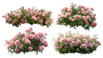 Set of pink shrub roses, cut out