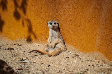 A meerkat is sitting upright and leaning against a textured orange-brown wall in a sunny enclosure,...