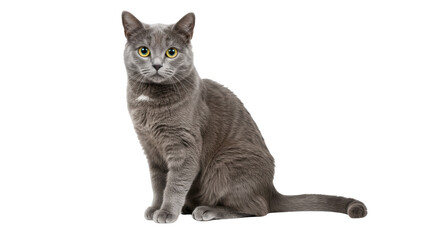 Isolated Russian Blue Cat