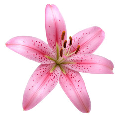 Naklejka premium Beautiful pink lily flower with delicate petals and vibrant details, perfect for floral arrangements or decoration