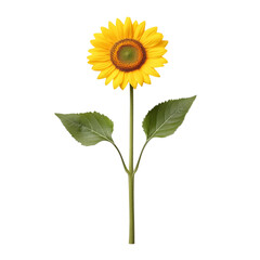 Vibrant sunflower with bright yellow petals and rich brown center stands tall against clean transparency background