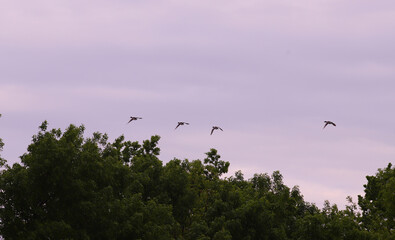 Ducks flying over green trees against a stormy sky