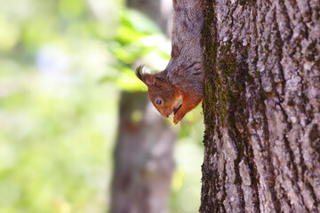 A squirrel hangs upside down and manages to eat at the same time.