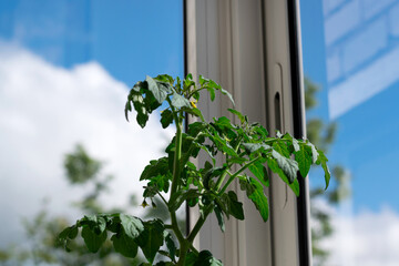 Tomato bush blooming on glassed balcony. Growing self-pollinating vegetables at home. Window farm. Cloudy sky and street in the background