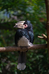 A striking Trumpeter Hornbill is perched gracefully on a textured wooden branch