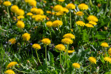 Field of Vibrant Yellow Dandelion Flowers Growing in a Sunny Meadow