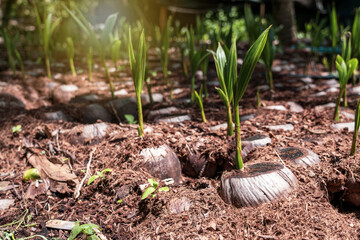 Farm aromatic Young Coconut seedlings (Cocos nucifera L.) of Ban Phaeo, Samut Sakhon of Thailand at shaded outdoor nursery are arranged and ready for planting in agriculture.