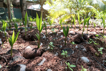 Farm aromatic Young Coconut seedlings (Cocos nucifera L.) of Ban Phaeo, Samut Sakhon of Thailand at shaded outdoor nursery are arranged and ready for planting in agriculture.