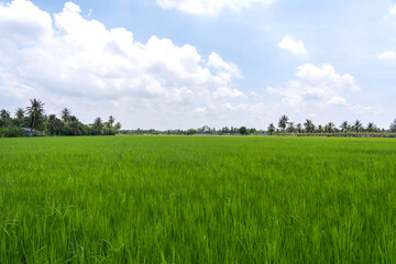 View of Green rice fields in rainy season along home village line alternating with rows of coconut trees and sky white clouds after rain in Nakhon Pathom Thailand.