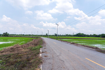 Rural small two lane asphalt road through rice fields there are power lines along roadside and solar street lights sky white clouds after rain in countryside Nakhon Pathom Thailand.