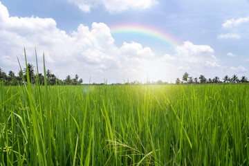 View of Green rice fields in rainy season along home village line alternating with rows of coconut trees and sky white clouds rainbow after rain in Nakhon Pathom Thailand.