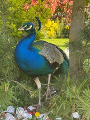 Fototapeta premium A peacock gracefully standing in a lush green garden during golden hour. The warm sunlight enhances the vibrant colors of its feathers, creating a magical and elegant scene in nature.