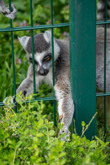 a ring-tailed lemur gripping the bars of a green metal fence with its front paws