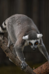 Fototapeta premium a ring-tailed lemur perched on a tree branch, its distinctive black-and-white markings standing out against the soft, blurred background