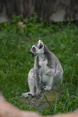 a ring-tailed lemur sitting on a rock in a grassy area, holding a piece of grass in its hand
