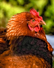 close up of a hen