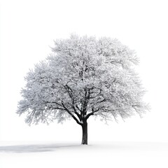 Obraz premium Snowy tree against white background (2)