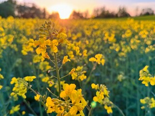 Rapeseed field