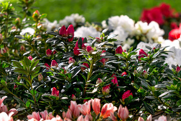 Multi-colored azalea flowers in flower pots in a greenhouse.