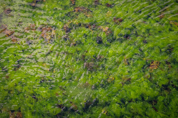 Green seaweed underwater on the seashore.