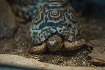 A leopard tortoise is captured in a low-angle view, sitting on textured sandy and gravelly ground