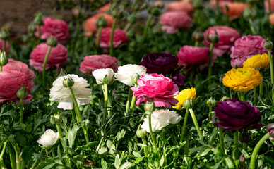 Multi-colored ranunculus flowers bloom in a flower pot in a greenhouse.