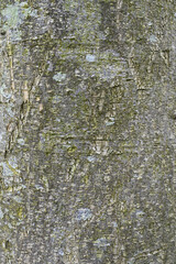 Obraz premium Beautiful close-up of the bark of zanthoxylum simulans