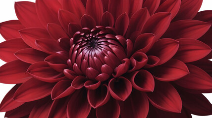 a beautiful fresh flowers in various colors and types including roses daisies and fully isolated on white background