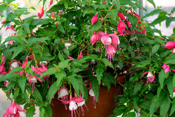 Pink fuchsia flowers in a flowerpot in a greenhouse, sale of ornamental plants for sale.