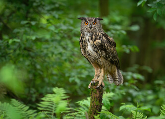 Eurasian eagle owl ( Bubo bubo ) close up