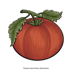 Vintage Tomato Illustration – Hand Drawn Engraving Style 