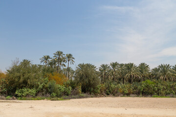 Lush palm trees and greenery under a vibrant blue sky in Bushehr, Iran, showcasing the region’s...