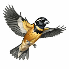 Obraz premium The elegance of a blackheaded grosbeak soaring gracefully in isolation on a clean white background