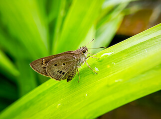 Suastus gremius, the Indian palm bob or palm bob, is a species of butterfly in the family Hesperiidae. It is found in the Indomalayan realm.