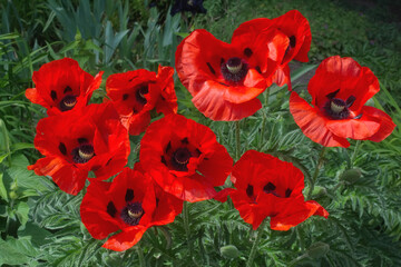 oriental Poppy Flower resp.Papaver orientale,lower Rhine region,Germany