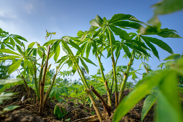 Fresh cassava plants growing in the field under a clear sky  