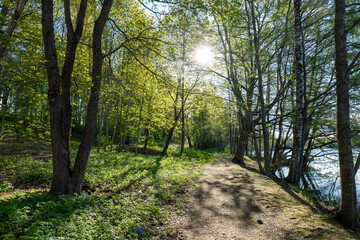 Sunlight Filtering Through Forest Trees Along a Winding Path