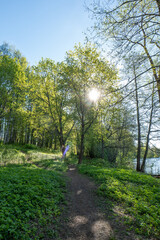 Sunlight Filtering Through Forest Trees Along a Winding Path