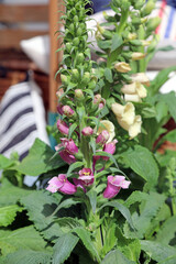 Closeup of a purple Foxglove plant, Nottinghamshire England
