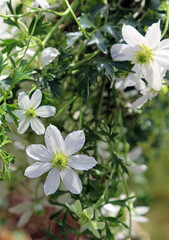 Closeup of white Clematis flowers, Nottinghamshire England
