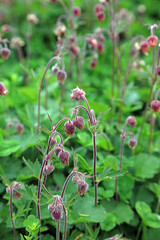 Closeup of Water Avens buds, Nottinghamshire England
