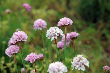 Macro image of Thrift flowers, Nottinghamshire England
