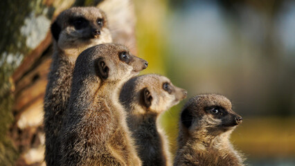 Four meerkats stand together attentively, showcasing their distinctive stance and unity in the wild.