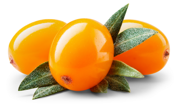 Buckthorn isolated png. Sea buckthorns with leaves on white or transparent background.. Three seabuckthorn berries no background with transparent shadow. Full depth of field.