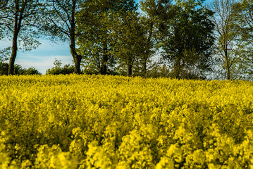 Vibrant yellow canola field under blue sky and green trees, capturing a serene springtime landscape with lush nature and blossoming beauty
