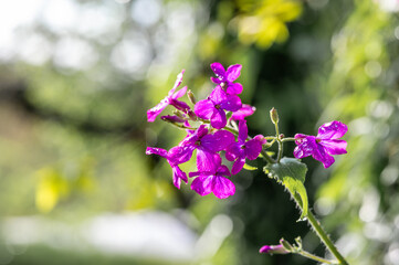 Closeup of honesty plant