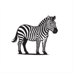 zebra isolated on white background